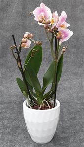 Kruka Ida vit hög 12cm 11/fp