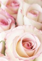 Kort Vikbara Tow tone pink roses 25/fp