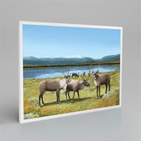 Renar  70x50 cm (Poster, inramad)