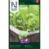 Rucola/Sandsenap 'Speedy'