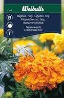 Tagetes hög bland