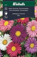Aster Sommar- Enkelbl. mix