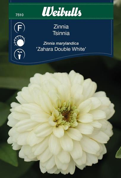 Zinnia Maryland- 'Zahara Double White'