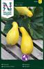 Squash 'Pin´n Pic'