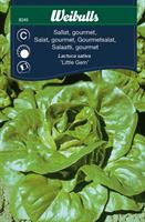 Sallat Roman- 'Little Gem' Gourmet
