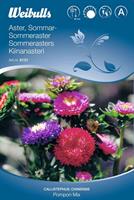 Aster Sommar- 'Pompon Mix'