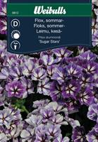 Flox Sommar- 'Sugar Stars'