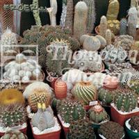 Kaktus Special mix