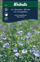 Lin blå blomster