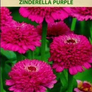 Zinnia Cinderella Purple