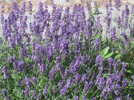 Lavendel Hidcote  Blue