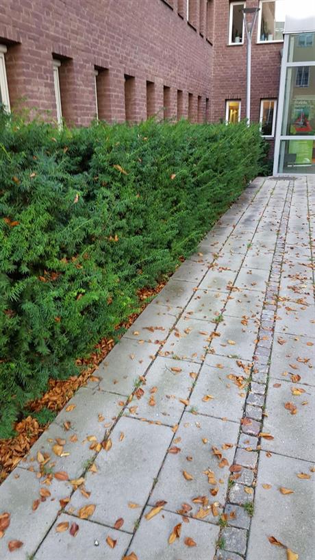 taxus 