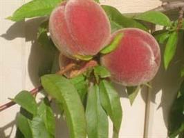 Persika Fruteria ny stora persikor