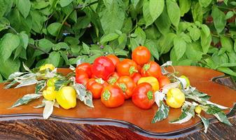 Paprika Variegated Mini Bell