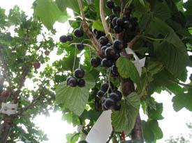 Vinbär svart Titania