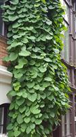 PIPRANKA Aristolochia