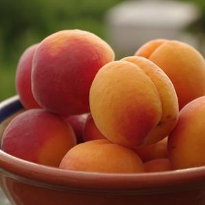 Apricos Harcot slutsålda