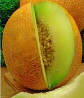 Sockermelon Seledyn F1 hybrid