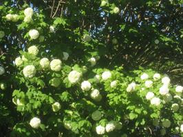 Viburnum Roseum slutsålda vår 23