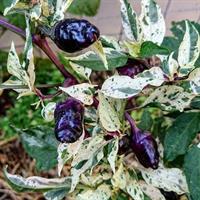 Chilipeppar Purple Cacho White Leaf