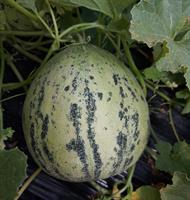 Melon Crane