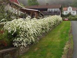 Spiraea Grefsheim co 1,5 lit