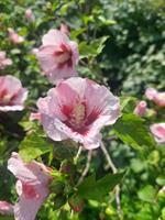 Hibiscus syr Red Heart slutsålda