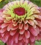 Zinnia Queen Red-Lime