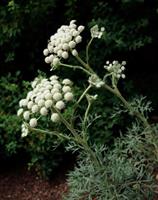 Månmorot Moon Carrot