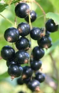 Titania stam svart vinbär