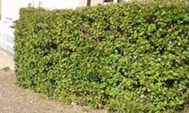 Ribes alpinum Schmidt 50-80 cm