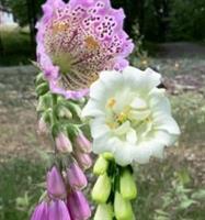 Fingerborgsblomma Monstrosa mix