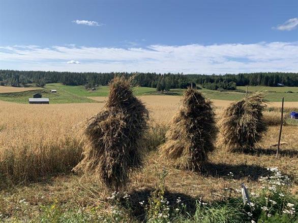 Kärvar vid Västerängs Kulturreservat, Delsbo