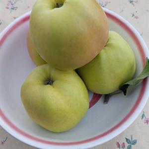 Golden Delicious Äpple