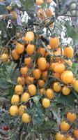 Tomat Date Fruit Yellow