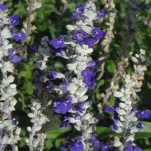 Salvia  Dagg Blue and White