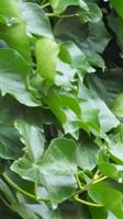 Hedera hibernica slut för vår 22