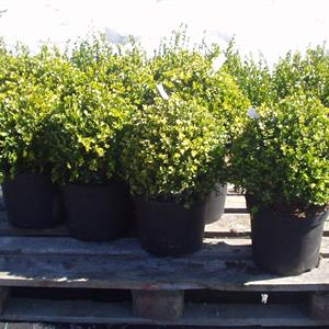 Buxus semper boll 35 ccm