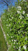 Amelancher spicata 40-60