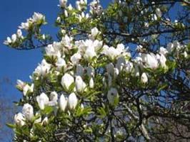 Magnolia Kobos 80-100 cm
