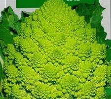 Broccolo Romaneso Precoce
