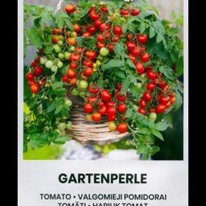 Tomat Gartenperle