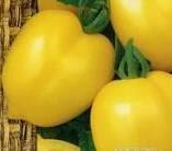Tomat Citron