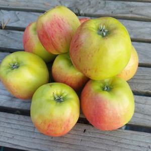 Maglemer  höst-vinter äpple