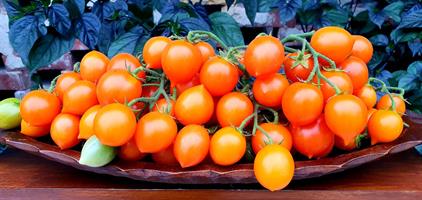 Tomat Pendulina Orange