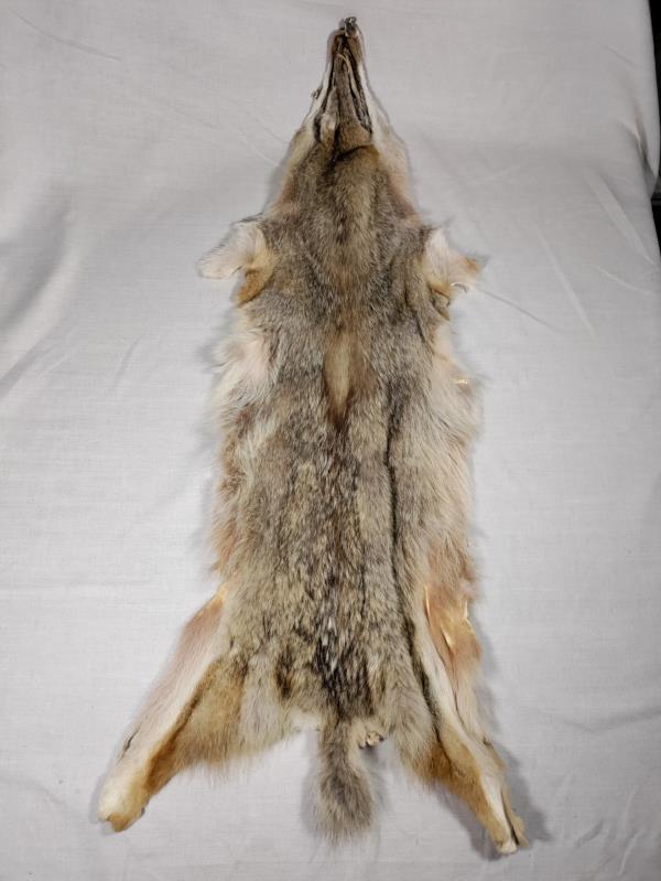 Coyote