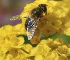 Blommix för bin Nectar Party