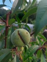 Sötmandel Prunus amyg delcis