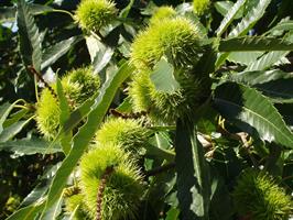  Castanaia sativa Lyon