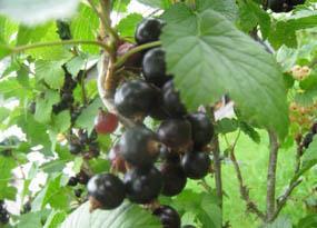 Titania stam svart vinbär